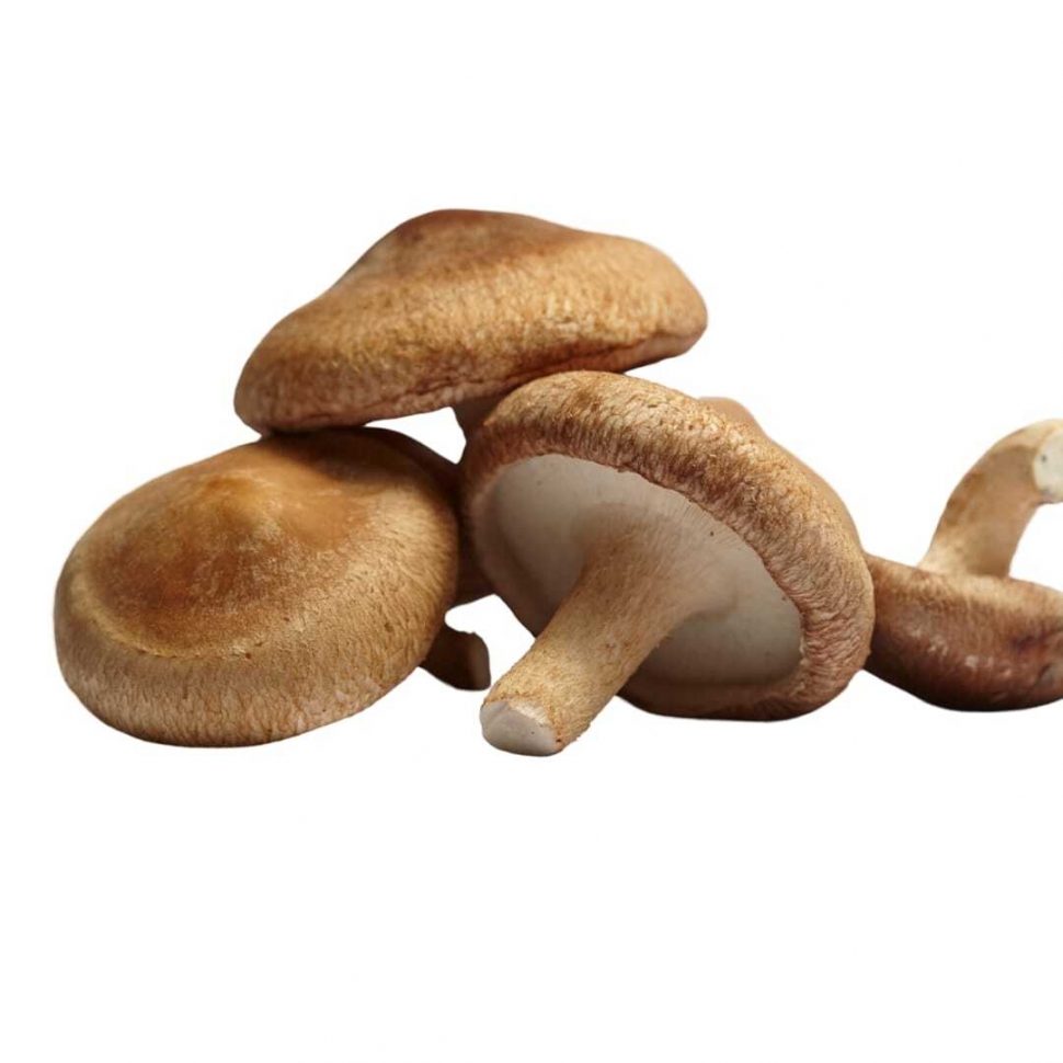 Cogumelo-Shiitake